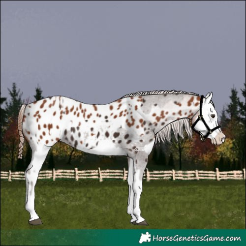 Horse Color:Liver Chestnut Sabino Splash Appaloosa  and Chestnut Sabino Splash Appaloosa 