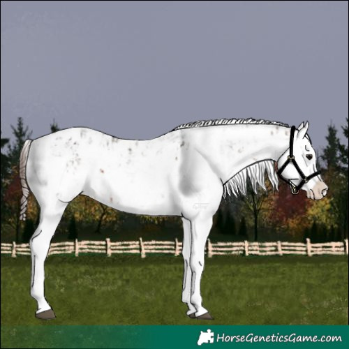 Horse Color:Bay Sabino Splash Appaloosa  and Bay Sabino Splash Appaloosa 