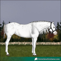Horse Color:Bay Sabino Splash Appaloosa  and Bay Sabino Splash Appaloosa 