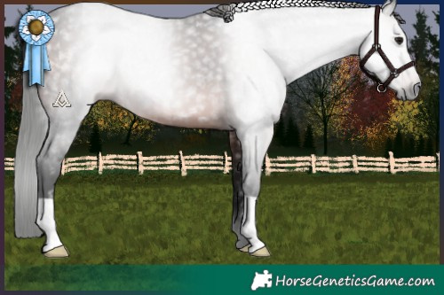 Horse Color:Gray Brown