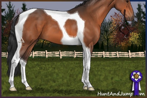 Horse Color:Bay Tobiano 