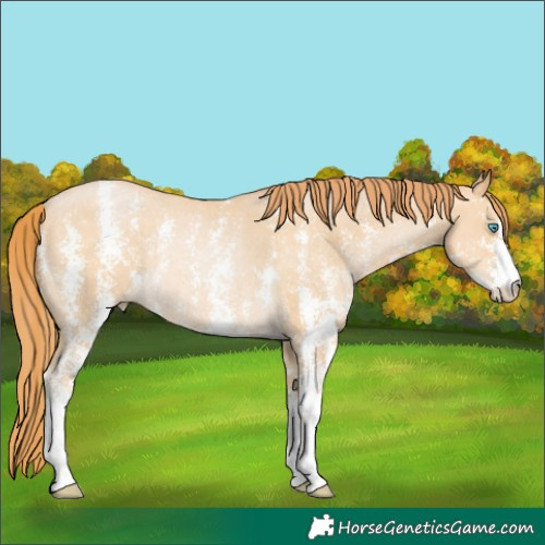 Horse Color:Buckskin Pearl Sabino Rabicano 