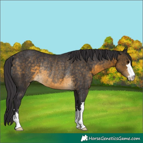 Horse Color:Buckskin Rabicano 