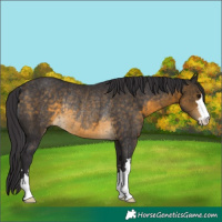 Horse Color:Buckskin Rabicano 