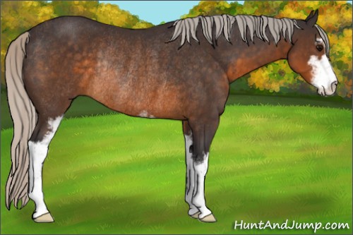 Horse Color:Silver Buckskin Sabino Rabicano