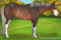 Horse Color:Silver Buckskin Sabino Rabicano 