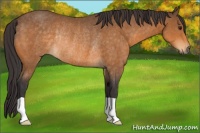 Horse Color:Buckskin Rabicano