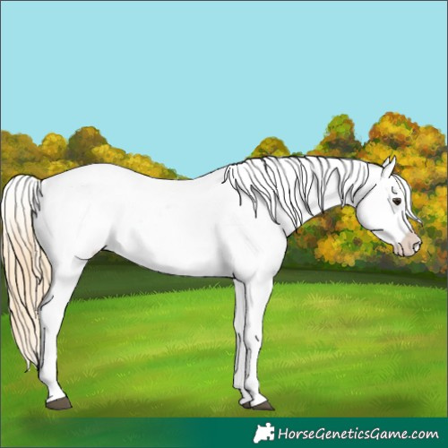 Horse Color:Red Dun Near Leopard  and Red Dun Near Leopard 