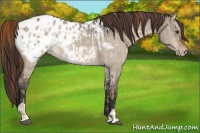 Horse Color:Red Dun Appaloosa  and Bay Dun Appaloosa 