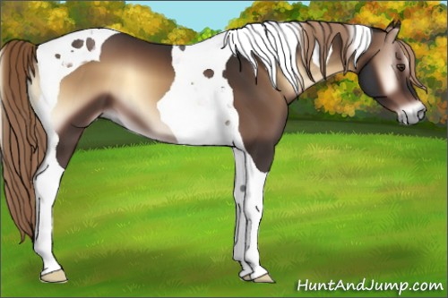 Horse Color:Liver Red Onyx Tobiano