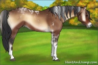 Horse Color:Bay Onyx Tobiano 