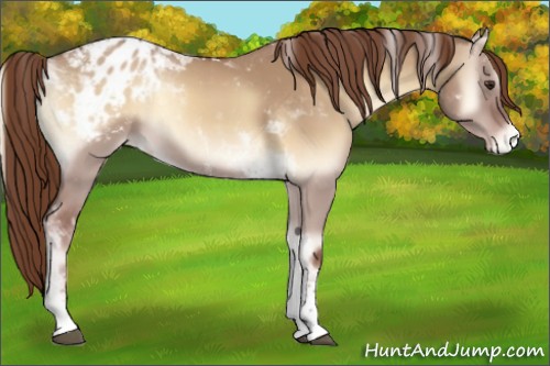 Horse Color:Red Dun Onyx Tobiano Appaloosa 