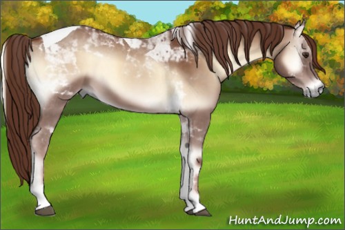 Horse Color:Red Onyx Tobiano 