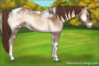 Horse Color:Red Onyx Tobiano 