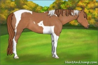 Horse Color:Chestnut Tobiano 