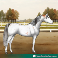 Horse Color:Bay Sabino 