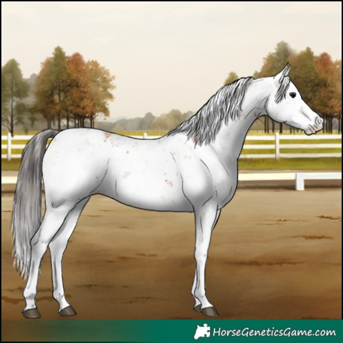 Horse Color:Bay Sabino
