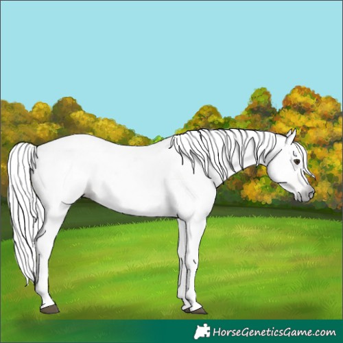 Horse Color:Gray Chestnut Sabino 