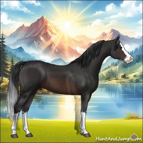 Horse Color:Brown Sabino Splash 