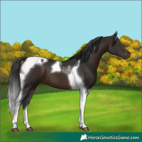 Horse Color:Brown Tobiano 