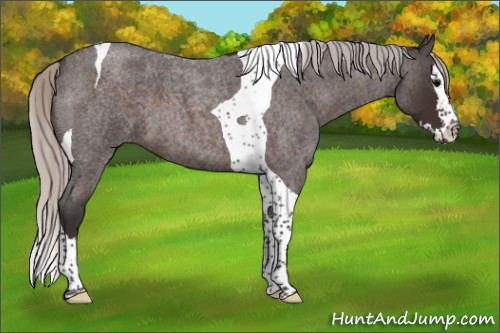 Horse Color:Silver Brown Roan Splash Tobiano 