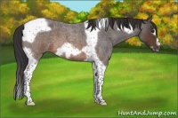Horse Color:Buckskin Roan Splash Tobiano Frame 