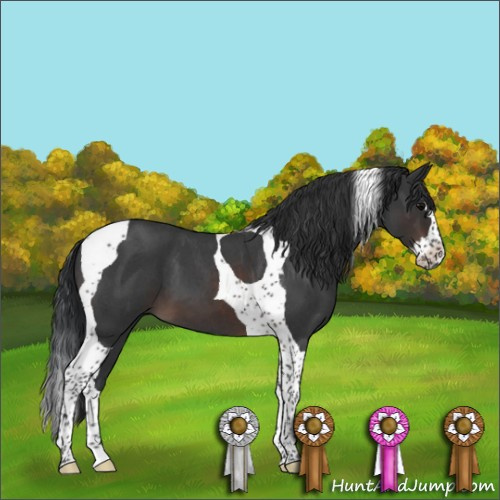 Horse Color:Brown Roan Splash Tobiano