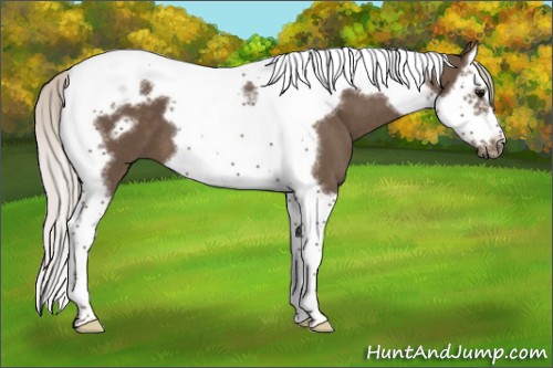 Horse Color:Silver Smoky Blue Roan Splash Tobiano Frame 
