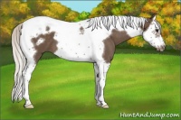 Horse Color:Silver Smoky Blue Roan Splash Tobiano Frame 