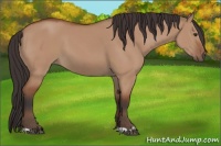 Horse Color:Bay Dun