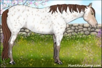 Horse Color:Amber Champagne Dun Appaloosa 
