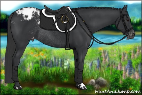 Horse Color:Black Appaloosa Rabicano 