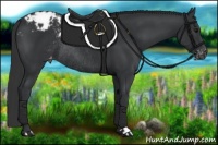 Horse Color:Black Appaloosa Rabicano