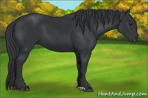 Horse Color:Black 