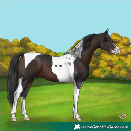 Horse Color:Brown Sabino Tobiano 
