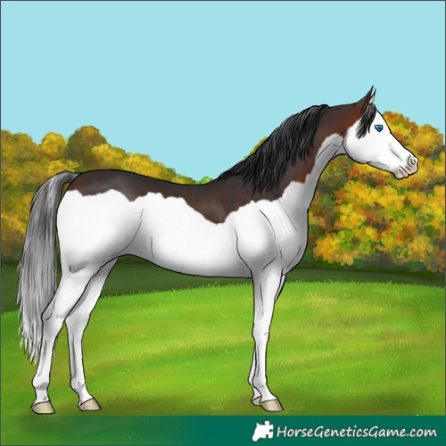 Horse Color:Brown Splash