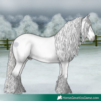 Horse Color:Gray White Spotted Liver Red Dun Mushroom Appaloosa 