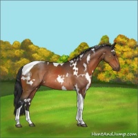 Horse Color:White Spotted Brown Tobiano Rabicano