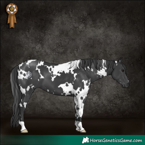 Horse Color:White Spotted Black 