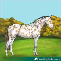 Horse Color:Buckskin Sabino Appaloosa