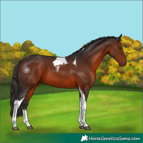 Horse Color:Brown Tobiano 