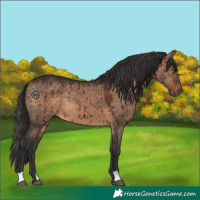 Horse Color:Brown Dun Brindle 