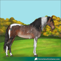 Horse Color:Bay Tobiano 