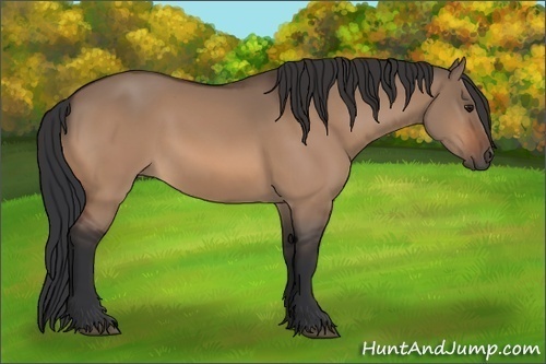 Horse Color:Bay Dun