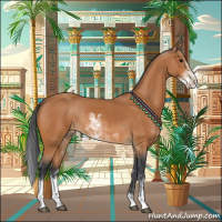 Horse Color:Bay Sabino 