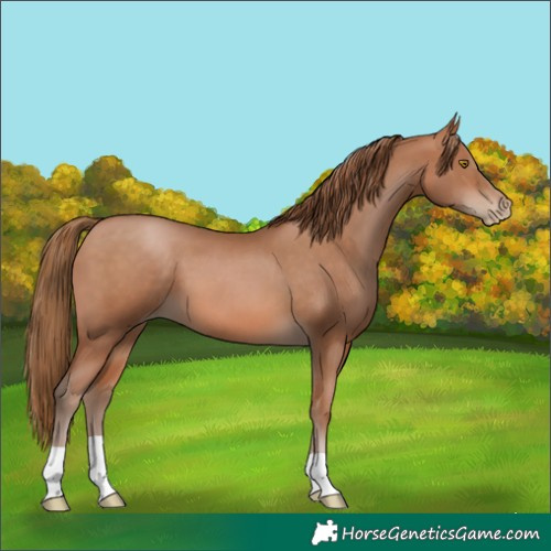 Horse Color:Brown Pearl 