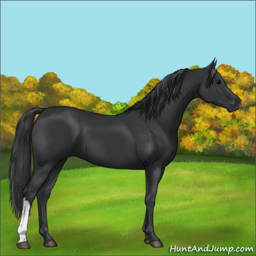 Horse Color:Black 