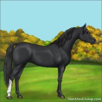 Horse Color:Black 