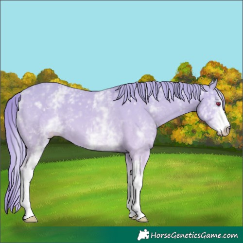 Horse Color:White Spotted Chestnut Chinchilla 