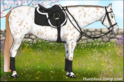 Horse Color:Gold Champagne Roan Near Leopard 